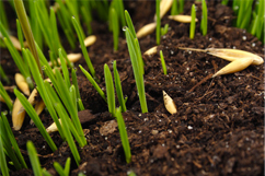Yards By Us Lawn Seeding